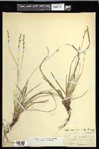 Carex communis var. communis image