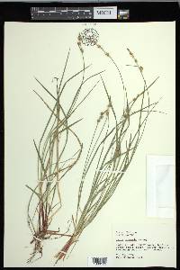 Carex communis var. communis image