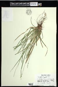 Carex communis var. amplisquama image