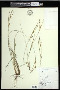 Carex conoidea image