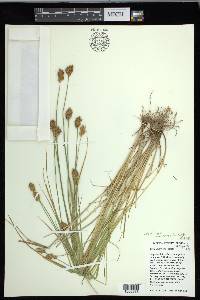 Carex crawfordii image