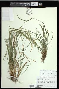 Carex corrugata image