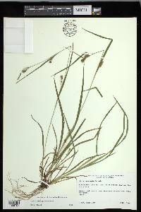 Carex corrugata image