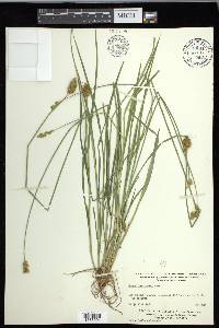 Carex crawfordii image