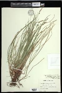 Carex communis var. communis image