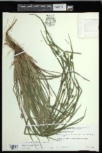 Carex corrugata image