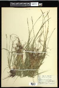 Carex communis var. communis image