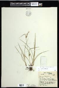 Carex conoidea image