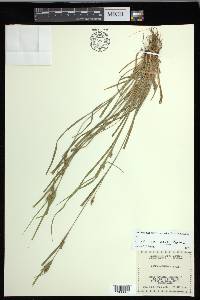 Carex corrugata image