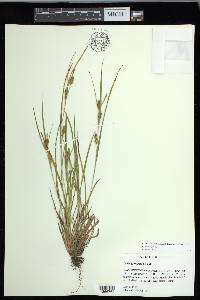 Carex corrugata image