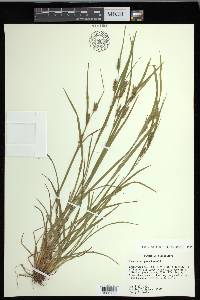 Carex corrugata image