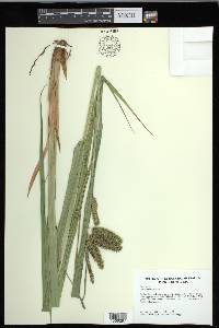 Carex comosa image