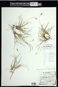 Carex concinna image