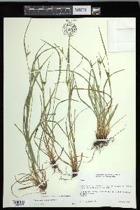 Carex corrugata image