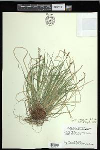 Carex communis var. communis image