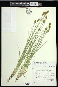 Carex crawfordii image