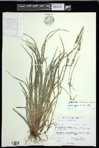 Carex corrugata image