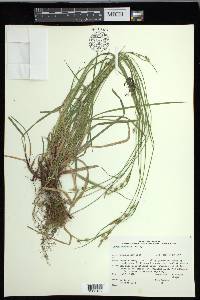 Carex communis var. communis image