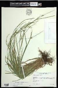 Carex corrugata image