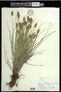 Carex crawfordii image