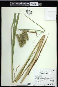 Carex comosa image