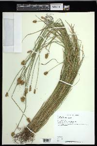 Carex crawfordii image