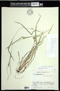 Carex corrugata image