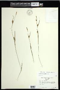 Carex conoidea image