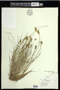 Carex crawfordii image