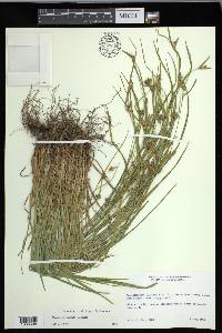 Carex corrugata image