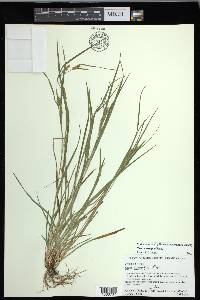 Carex corrugata image