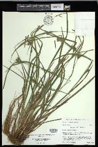 Carex corrugata image