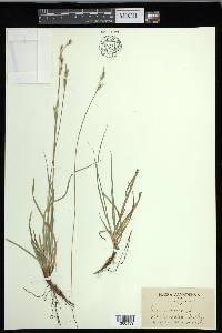 Carex communis var. communis image