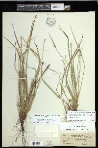 Carex cordillerana image