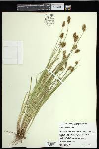 Carex crawfordii image