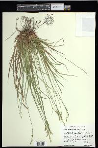 Carex communis var. amplisquama image