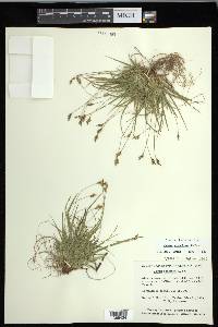 Carex concinna image