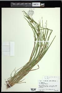 Carex corrugata image