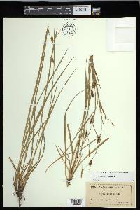 Carex conoidea image