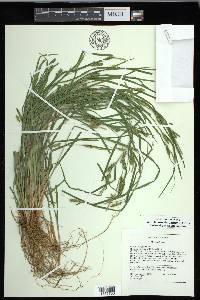 Carex corrugata image