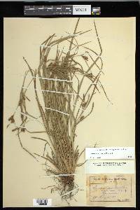 Carex corrugata image