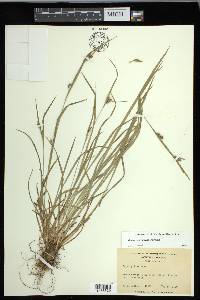 Carex corrugata image