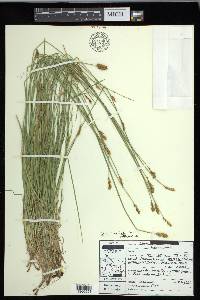 Carex crawfordii image