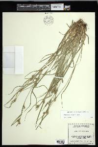 Carex corrugata image