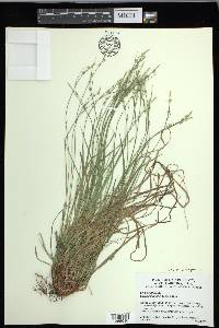 Carex communis var. amplisquama image