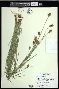 Carex crawfordii image