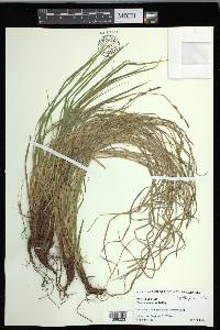 Carex communis var. communis image