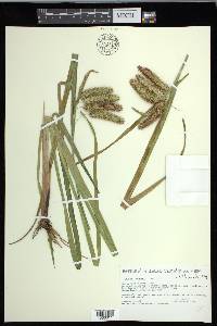 Carex comosa image