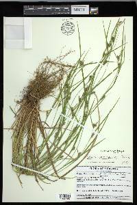 Carex corrugata image