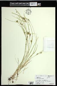 Carex corrugata image